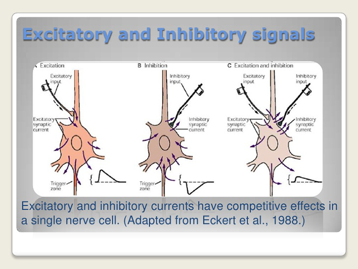 epilepsy symptoms, epilepsy, causes of epilepsy